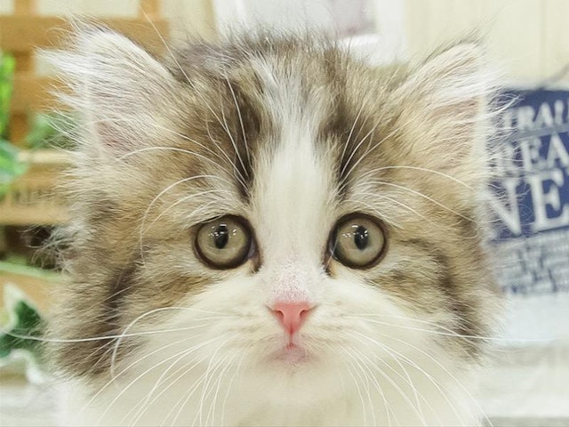 広島県のフォールデックス (ペッツワン広島LECT店/2024年2月24日生まれ/女の子/ブラウンタビーホワイト)の子猫